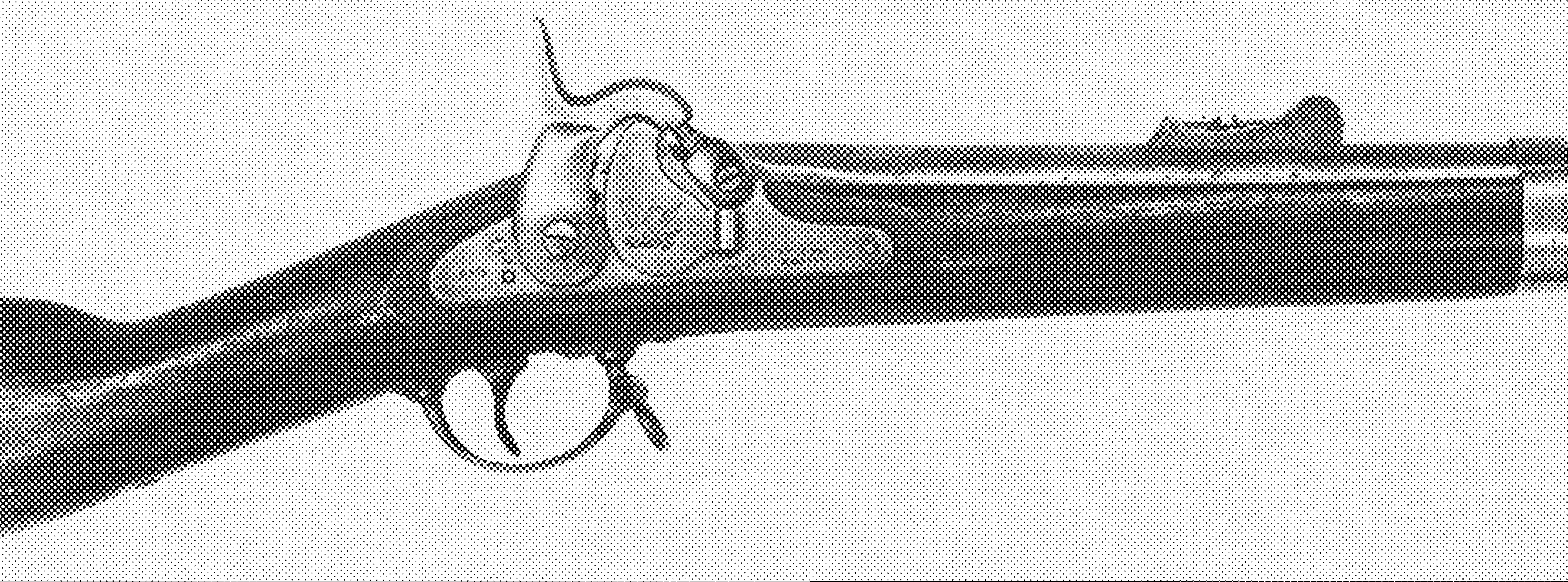 Whitney M1855 Rifle-Musket Derivative